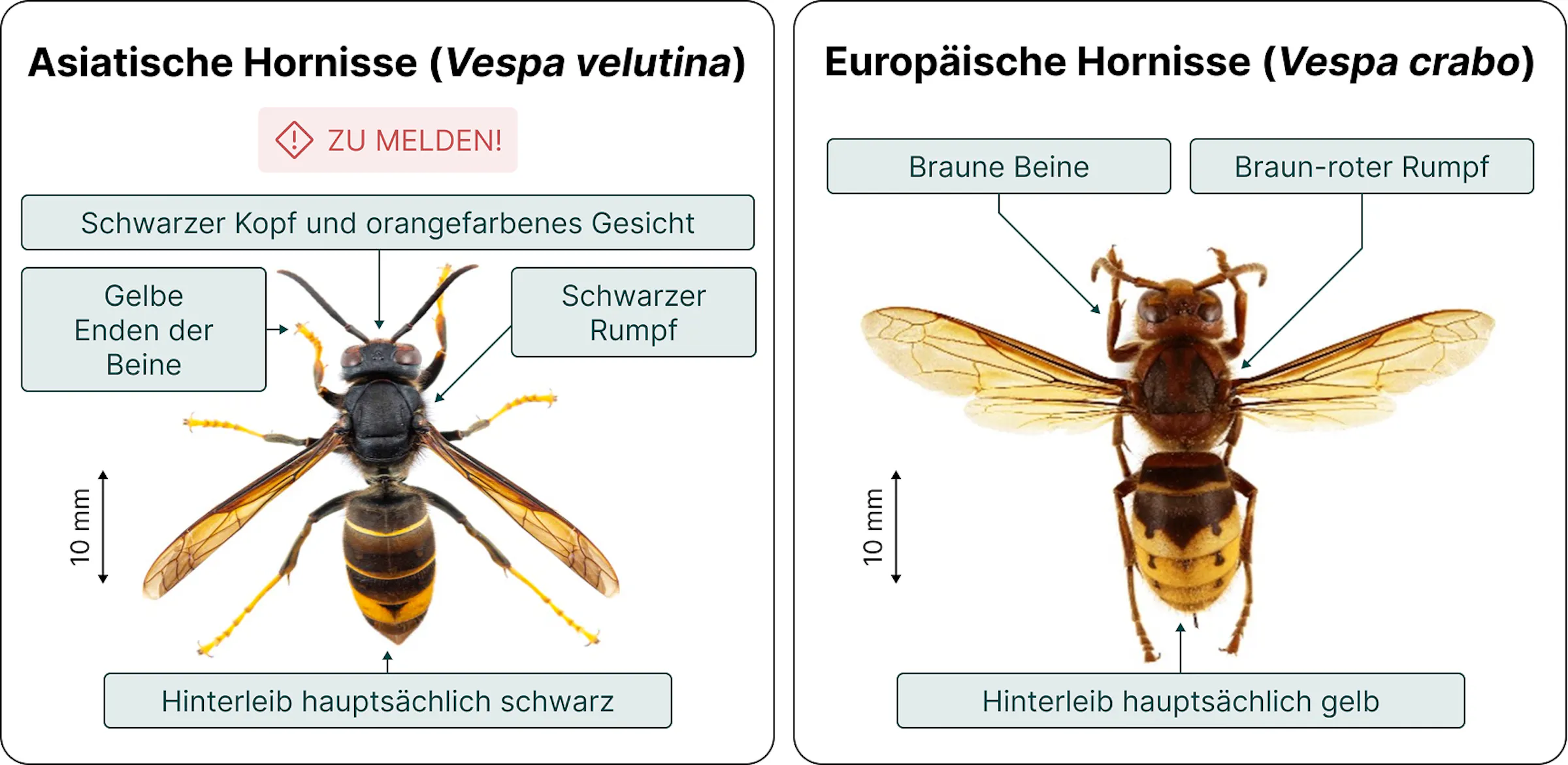 Vergleich: Asiatische Hornisse (Vespa velutina) und heimische Hornisse – Erkennungsmerkmale